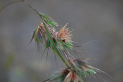 Pseudanthistiria heteroclita